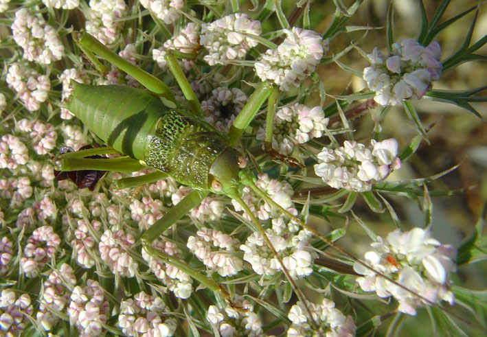 Bolivarius brevicollis insularis